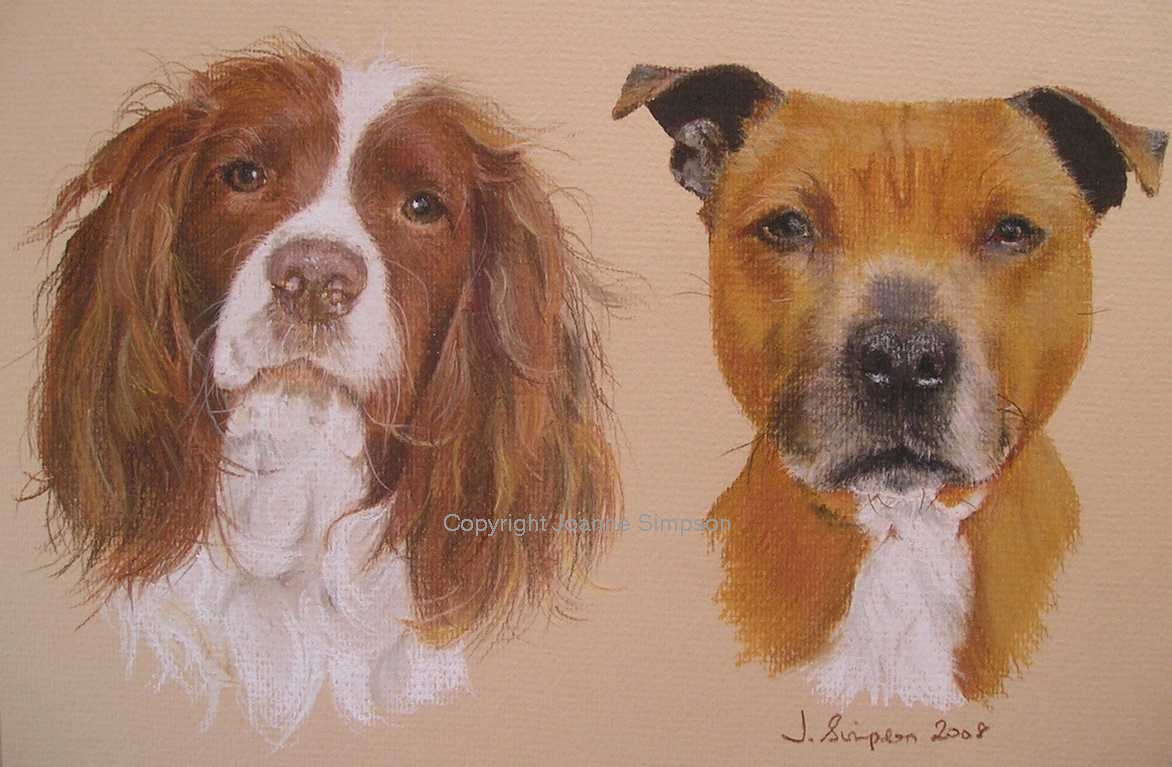 Springer Spaniel and Staffordshire Bull Terrier portrait by Joanne Simpson.